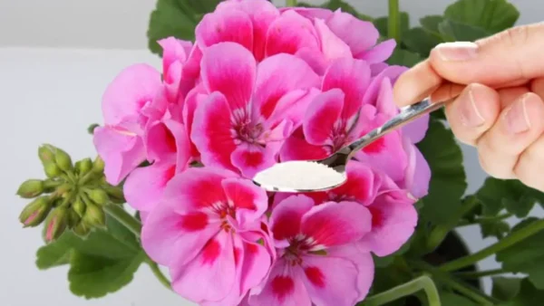 Geranios fuertes y frondosos, añade este ingrediente: el truco del jardinero