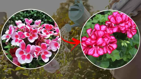 Geranios, no los riegues así: los haces pudrir | El truco de los jardineros para una floración hermosa y abundante.