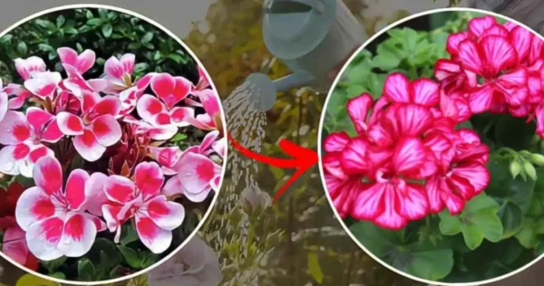 Geranios, no los riegues así: ¡los harás pudrirse! ¡Descubre el truco de los jardineros para una súper floración!