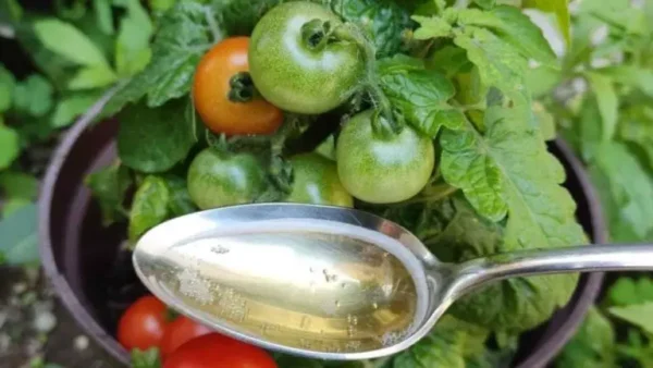 Gracias a este complemento, los tomates y los pepinos crecen diez veces más rápido