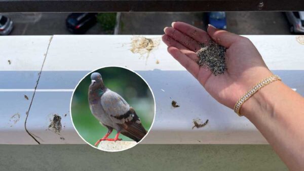 Gracias a este consejo, las palomas ya no se atreverán a volver a tu balcón y dejar allí sus excrementos.