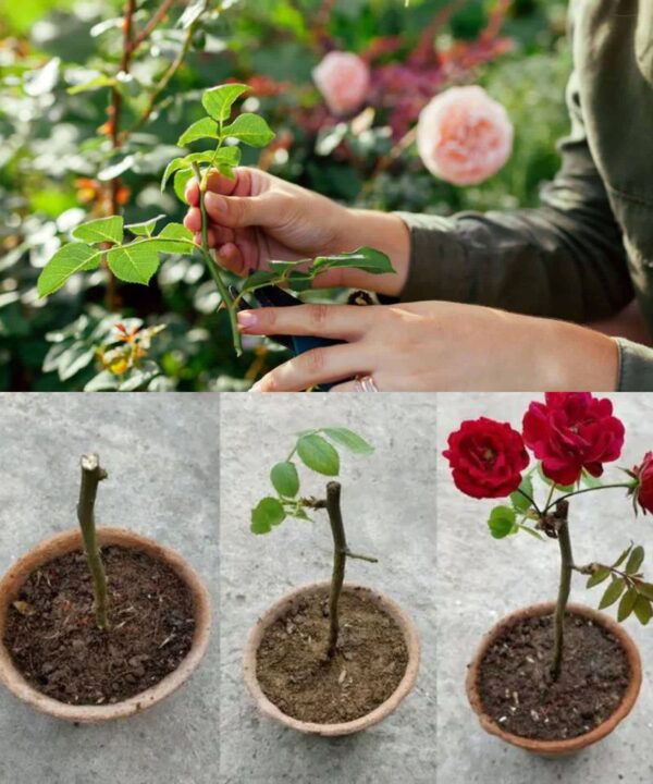 Guía Completa para Propagar Rosas: Cultiva tu Propio Jardín de Belleza y Fragancia