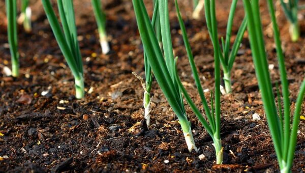 Guía de cultivos hortofrutícolas para abril