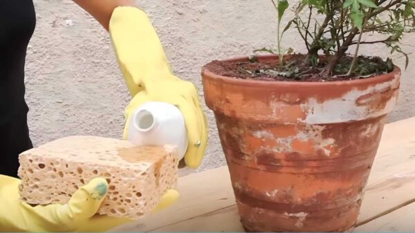 Halos blancos en macetas de terracota, cómo hacer desaparecer las manchas: la solución