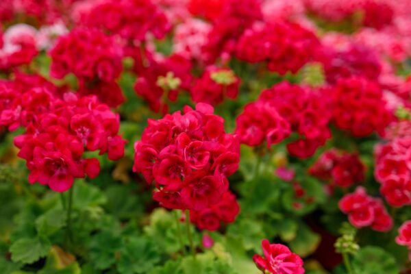 Hay un ingrediente en tu cocina que hace que tus plantas florezcan de inmediato. ¡Descubre con nosotros de qué se trata!