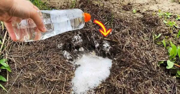 He aquí cómo deshacerse de las hormigas de jardín sin productos químicos