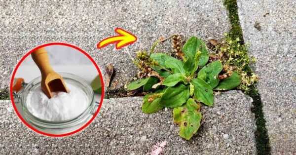 He aquí cómo deshacerse de las malas hierbas que infestan el jardín con remedios naturales e ingeniosos