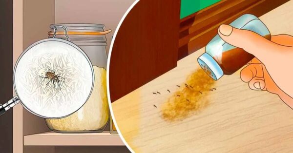 He aquí cómo eliminar permanentemente los insectos de la cocina de forma natural