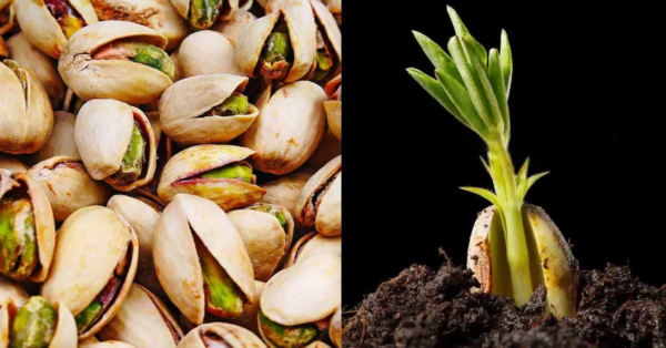 He aquí cómo germinar y cultivar pistachos en maceta muy fácilmente