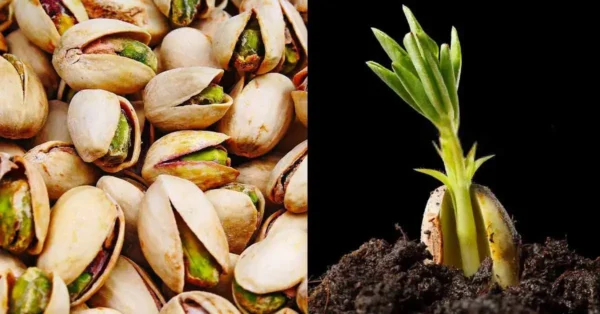 He aquí cómo germinar y cultivar pistachos en maceta muy fácilmente