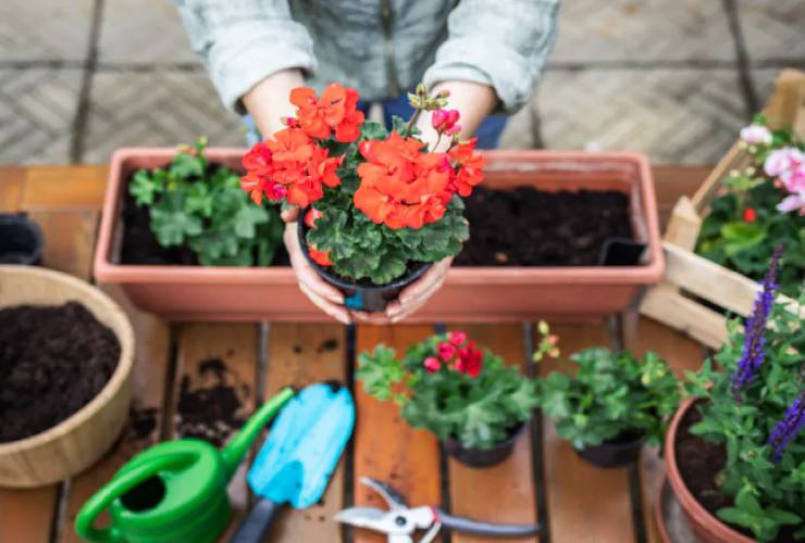 Gerani pieni di fiori