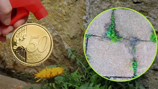 Herbicida natural: 50 céntimos bastan para decir adiós a todas las malas hierbas | el es muy fuerte