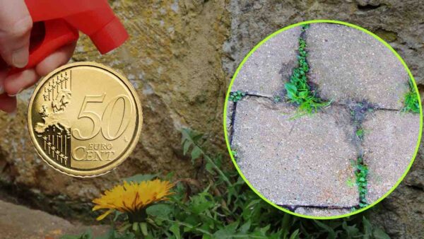 Herbicida natural: 50 céntimos bastan para decir adiós a todas las malas hierbas | el es muy fuerte