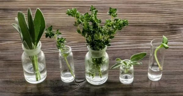 Hierbas aromáticas: 10 plantas para cultivar sólo en agua durante todo el año.