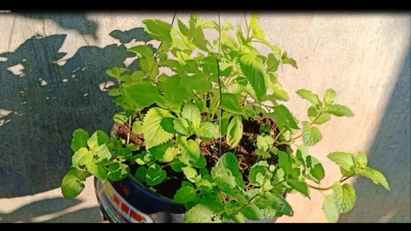 Hierbas aromáticas en la cocina: ¡las 10 mejores plantas que definitivamente debes tener en casa!