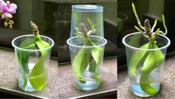 Hojas de orquídea, si las pones en un vaso de agua no paras: qué pasa