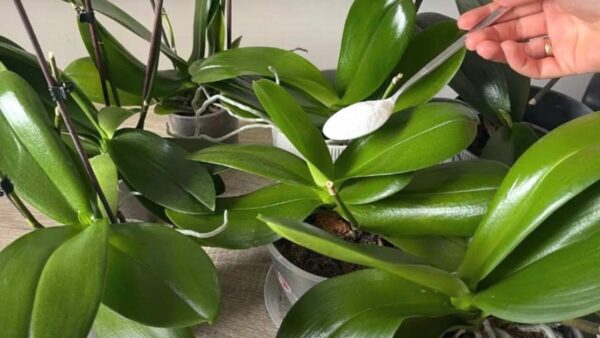 Hojas vivas, duras y con abundantes flores si frotas esto en tu orquídea