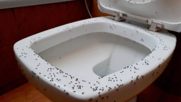 Hormigas en el baño, aquí te explicamos cómo deshacerte de este molesto problema