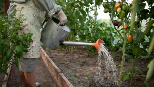 Hortalizas que requieren mucha agua y su riego.