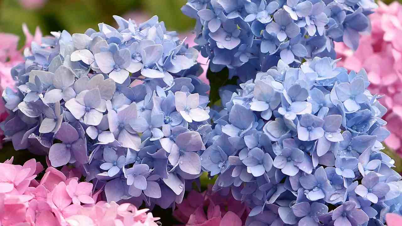 Hortensia