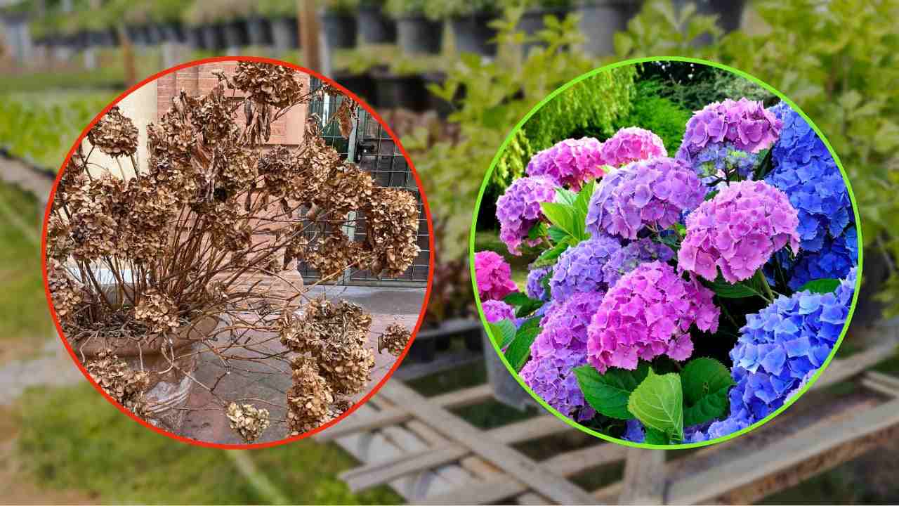 Cuidado de hortensias