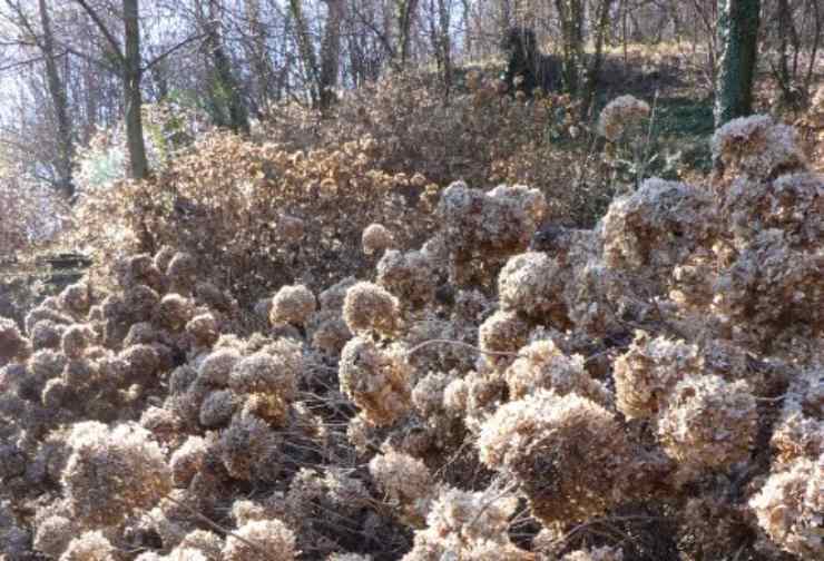 hortensias secas