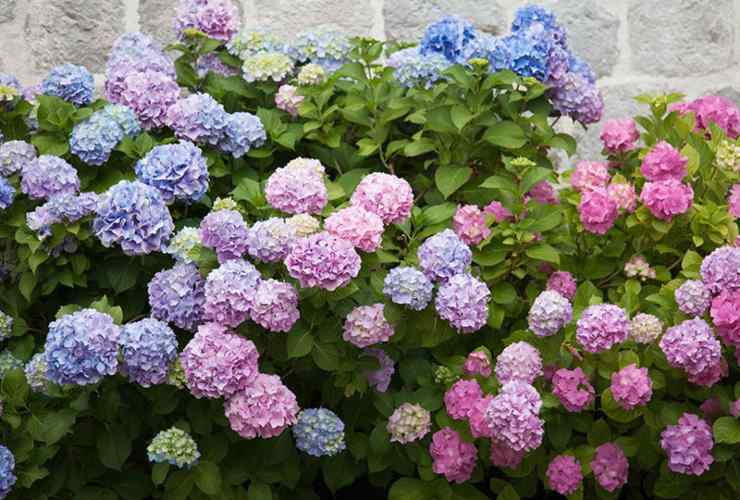 hortensia