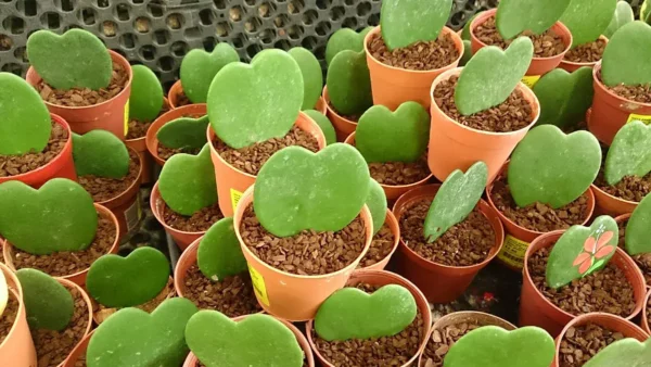 Hoya Kerrii, la plántula en forma de corazón
