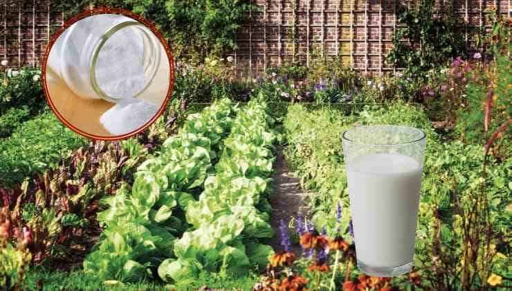 Bicarbonato de sodio y leche para un huerto perfecto