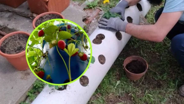 Huerto, cómo cultivar fresas en tubos: aquí está la técnica muy simple