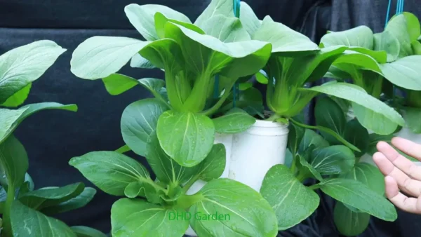 Huerto de apartamento: 10 vegetales que se pueden volver a cultivar en agua a partir de sus restos