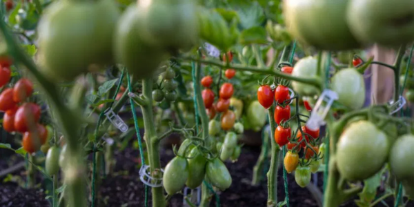 Huerto en el balcón, si quieres un tomate cherry exuberante, el truco está en el jarrón: ¡lo dicen los viveristas!