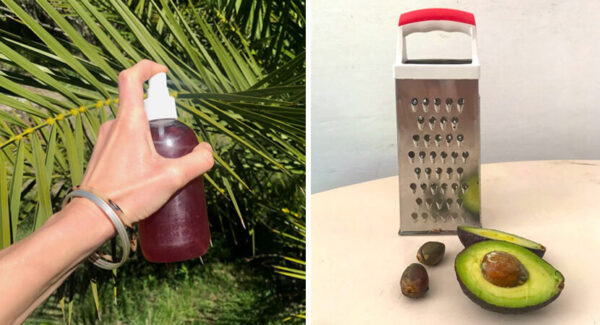 Insecticida casero para plantas a base del hueso del aguacate