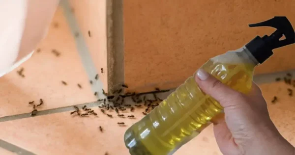 Insecticida casero: rocíalo y te librarás de hormigas, arañas, mosquitos y polillas