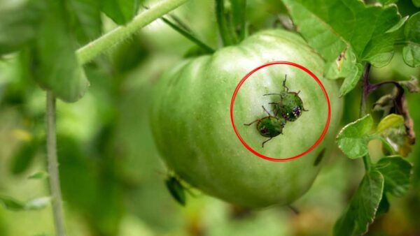 Insectos en el jardín, 4 remedios naturales para acabar con ellos rápida y fácilmente