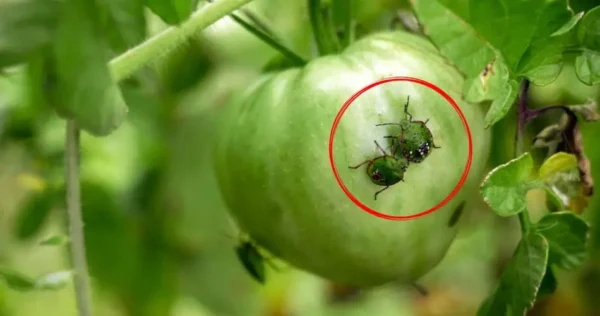 Insectos en el jardín, 4 remedios naturales para acabar con ellos rápida y fácilmente