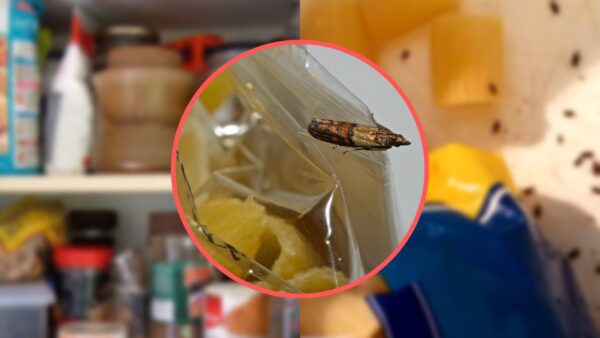 Insectos en la despensa, cómo hacerlos volar inmediatamente: la solución más rápida