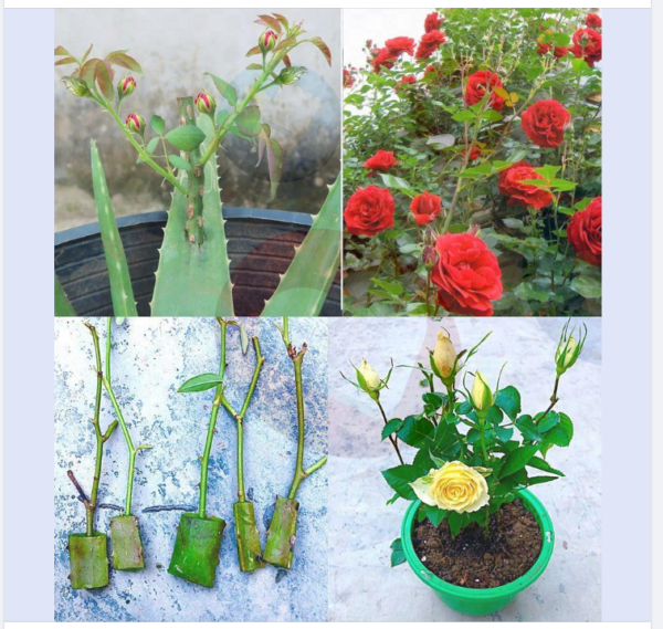 Insertar un tallo de rosa en una hoja de aloe vera: es el método secreto del vivero para hacer crecer las rosas