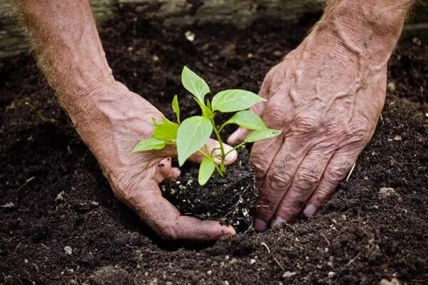 Jardinería con la Luna: la influencia en la siembra, el cultivo y la cosecha