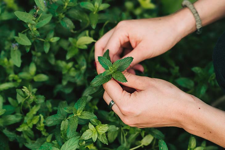 ¿Jardín invadido por hormigas? El truco para alejarlos: no volverán 4 hormigas de menta