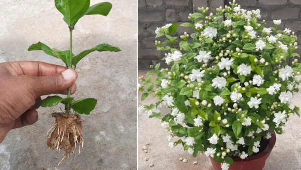 Jasmin: ¿Cómo obtengo una gran cantidad de flores?
