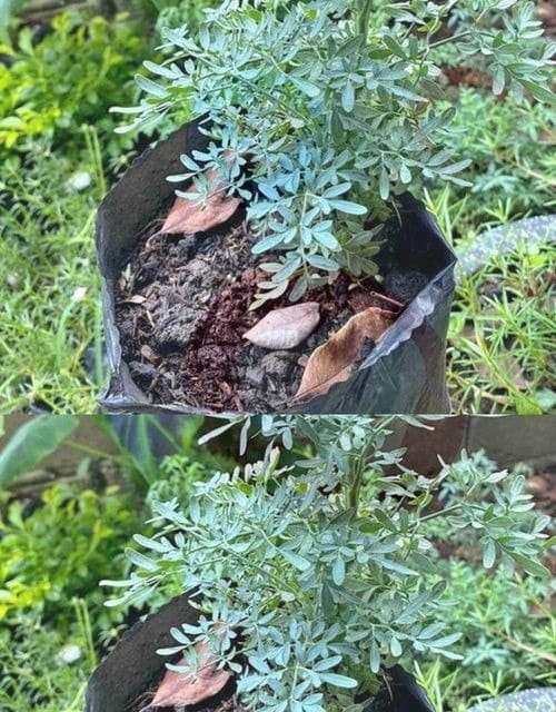 LA PLANTA; SOLAMENTE CON PONER UNA RAMITA CON AGUA BENDITA