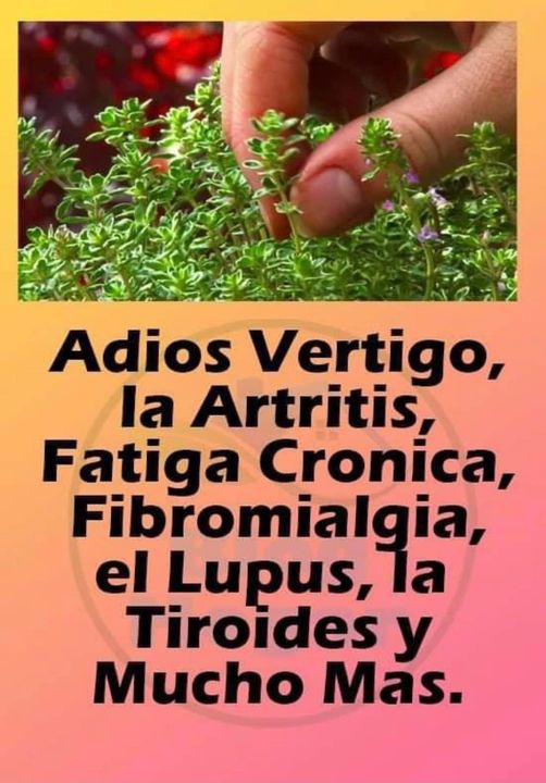 La Hierba más potente