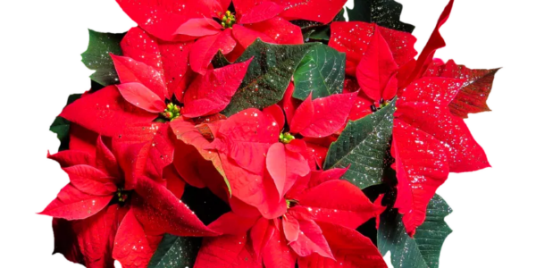 La flor de pascua florecerá cada año exuberante y colorida con estos 3 sencillos trucos para viveristas