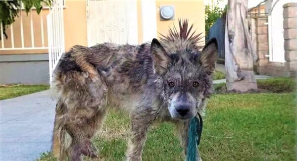 La historia de los rescatistas que pensaban que rescataban un perro pero no lo era