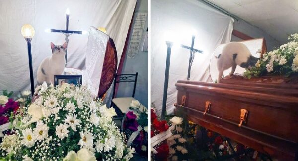 La historia de un gato que acompañó a su dueña hasta los últimos momentos
