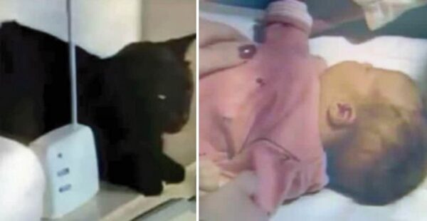 La historia del gato que con un simple ruido ayuda a alertar a la madre