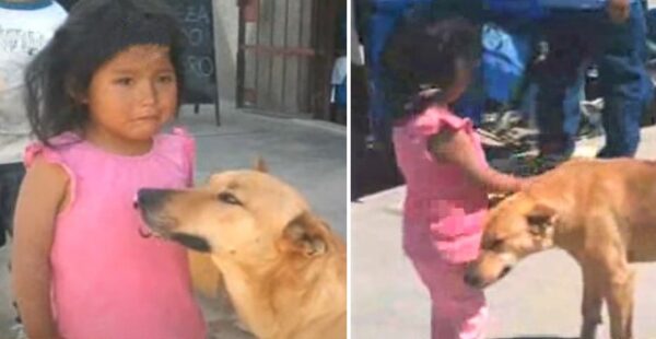 La historia del perro que cuida a una niña perdida y la guía de regreso a casa