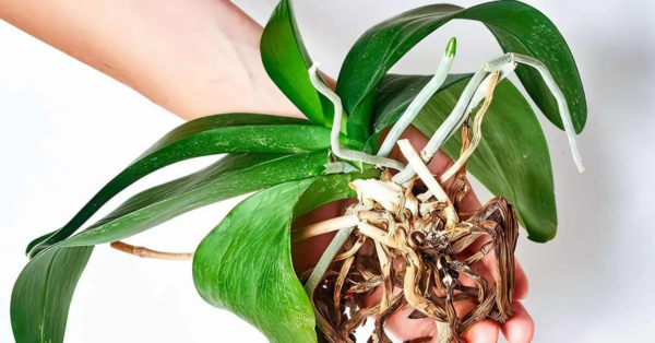 La mayoría de las personas colocan la orquídea en el lugar equivocado, por lo que no florece.