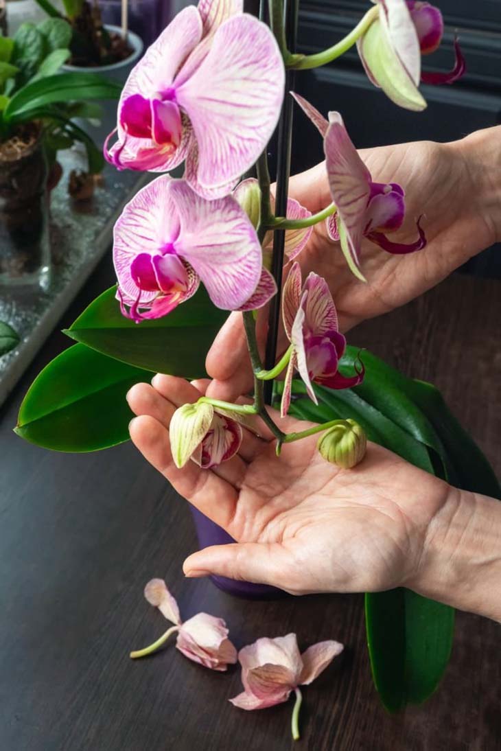 La plupart des gens placent l'orchidée au mauvais endroit, c'est la raison pour laquelle elle ne fleurit pas 3 Brotes jóvenes de orquídeas